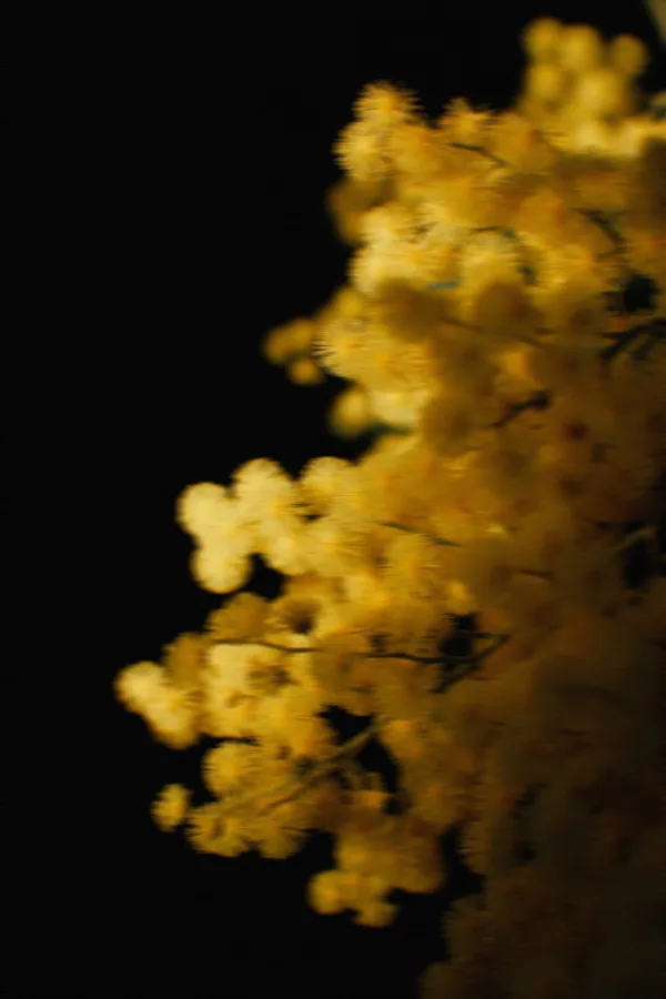 Mimosa en fleurs, signature olfactive de Maison Innée